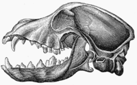 Skull of a dog.png