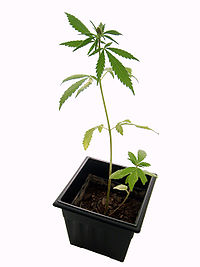 Marijuana plant.jpg