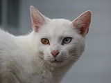 An odd-eyed cat in Bystrc.JPG