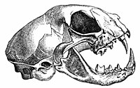 Felis catus-skull-drawing.jpg