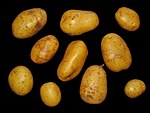 Solanum tuberosum 005.JPG
