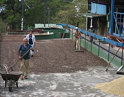 DirkvdM coffee-drying.jpg