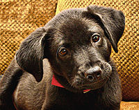 Black Labrador Pup.jpg