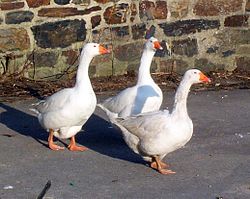Gans.jpg