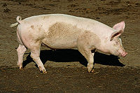 Picswiss GR-87-14 Zufriedenes Schwein in Le Prese.jpg
