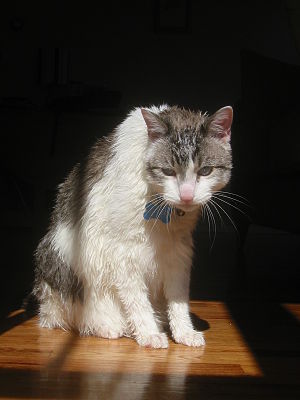 Wet cat.jpg